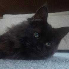Maine Coon Elli *solgt*