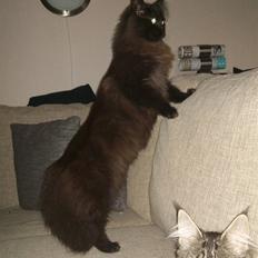 Maine Coon Elli *solgt*