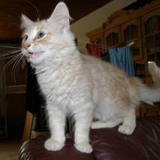 Norsk Skovkat Theen's Arcturus *R.I.P*