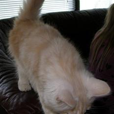 Norsk Skovkat Theen's Arcturus *R.I.P*