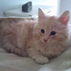 Norsk Skovkat Theen's Arcturus *R.I.P*