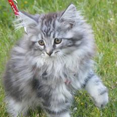Maine Coon Silver Cheater
