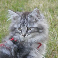 Maine Coon Silver Cheater