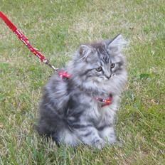 Maine Coon Silver Cheater
