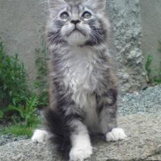 Maine Coon Lexus