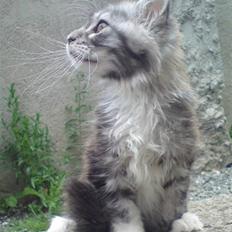 Maine Coon Lexus