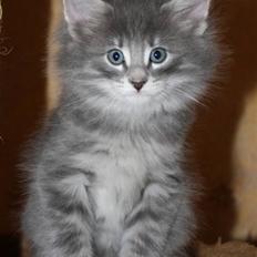 Norsk Skovkat Zalethco's Hani Balliwan