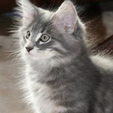 Norsk Skovkat Zalethco's Hani Balliwan