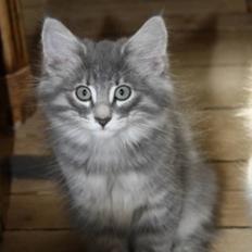 Norsk Skovkat Zalethco's Hani Balliwan