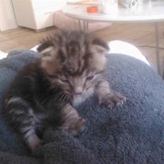 Blanding af racer Tiger