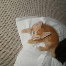 Blanding af racer Mathias