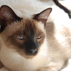 Siameser Icidor (Micio) Dimarli