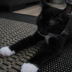 Blanding af racer Magnus