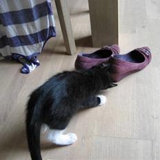 Blanding af racer Magnus