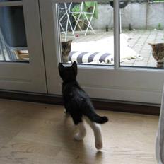 Blanding af racer Magnus