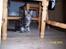 Maine Coon Maximus R.I.P. - Hva´ laver du under bordet mor?