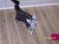 Maine Coon Maximus R.I.P. - man har vel lov at ha´ sine meninger