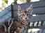 Maine Coon Maximus R.I.P.