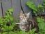 Maine Coon Maximus R.I.P.