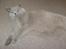 British Shorthair midas - midas hygger sig