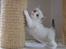 Ragdoll DK Vandoll F. Flashdance