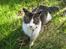 Maine Coon DK Vingsteds Firefly 