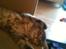 Maine Coon Mie - Sover så godt...