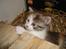 Blanding af racer Tinka *RIP*