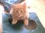 Maine Coon Joe the Bandit (Bandit) - Bandit synes det er en fantastisk kasse jeg har lavet til ham :)
