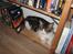 Maine Coon DK Vingsteds DÁngelo