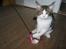 Maine Coon DK Vingsteds DÁngelo