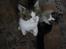 Maine Coon DK Vingsteds Firefly 