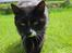 Huskat Middi R.I.P 3. juni 2017