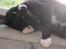 Huskat Middi R.I.P 3. juni 2017