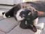 Huskat Middi R.I.P 3. juni 2017