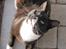 Huskat Middi R.I.P 3. juni 2017
