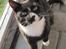 Huskat Middi R.I.P 3. juni 2017