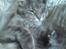 Maine Coon Fie
