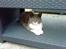 Huskat Lillemis *Rest in peace*  - Min søde kat.