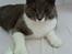 Huskat Lillemis *Rest in peace* 