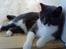 Huskat Lillemis *Rest in peace* 