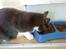Huskat Lillemis *Rest in peace*  - *Jeg elsker min kat og min kat elsker Whiskas*