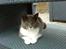 Huskat Lillemis *Rest in peace*  - Hej Lillemis.