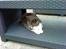 Huskat Lillemis *Rest in peace* 
