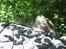 Maine Coon nemo