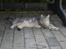 Maine Coon nemo