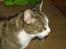 Huskat Klo R.I.P <3 - Man kan godt se, at hun blev en gammel kat ;)