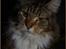 Maine Coon DK Proud Danish MoonDancer - 10 mdr 