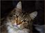 Maine Coon DK Proud Danish MoonDancer