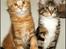 Maine Coon DK Proud Danish MoonDancer